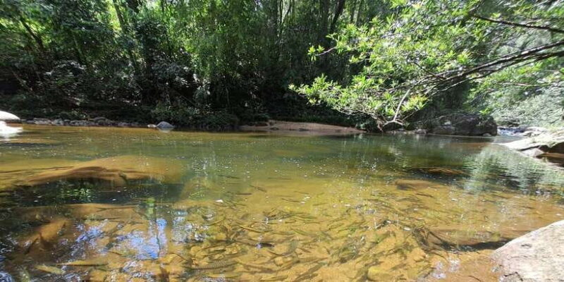 Sinharaja Rainforest Tour - An In-Depth Look at the Sinharaja Rainforest Tour