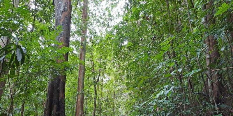 Sinharaja Rainforest Tour - Who Should Consider This Tour?
