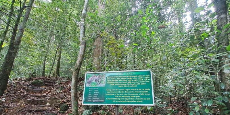 Sinharaja Rainforest Tour - The Sum Up