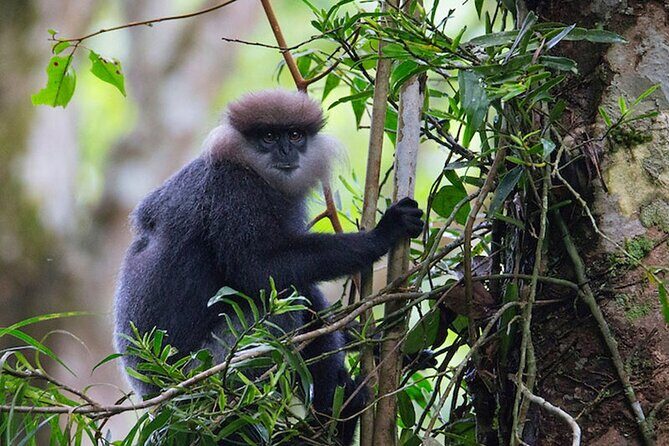Sinharaja Trekking Day Trip - Private & All Inclusive - Frequently Asked Questions
