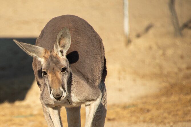 Sip and Animal Safari Experience in Fredericksburg - Key Points