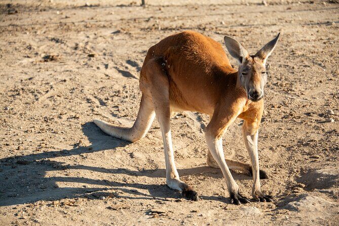 Sip and Animal Safari Experience in Fredericksburg - Why This Tour Is a Great Fit