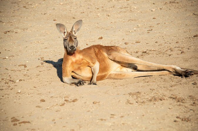 Sip and Animal Safari Experience in Fredericksburg - Who Might Not Love It