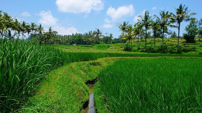 Sip, Paint and Winery - A Creative Sip and Savor Tour in Bali: The Sip, Paint and Winery Experience