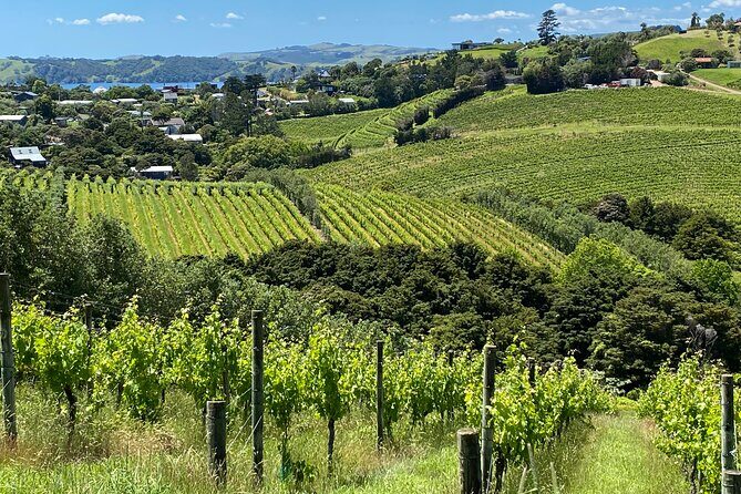 Sip & Savour through Waiheke Island (11 guests max) - What to Expect From the Tour
