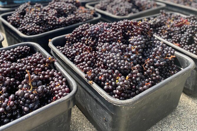 Sip & Savour through Waiheke Island (11 guests max) - Final Thoughts