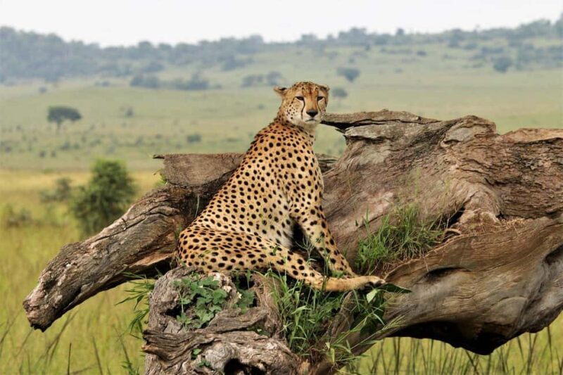 Sipi Falls, Mabira Forest, Mbale & Kidepo Valley 4-Day Trip - Key Points