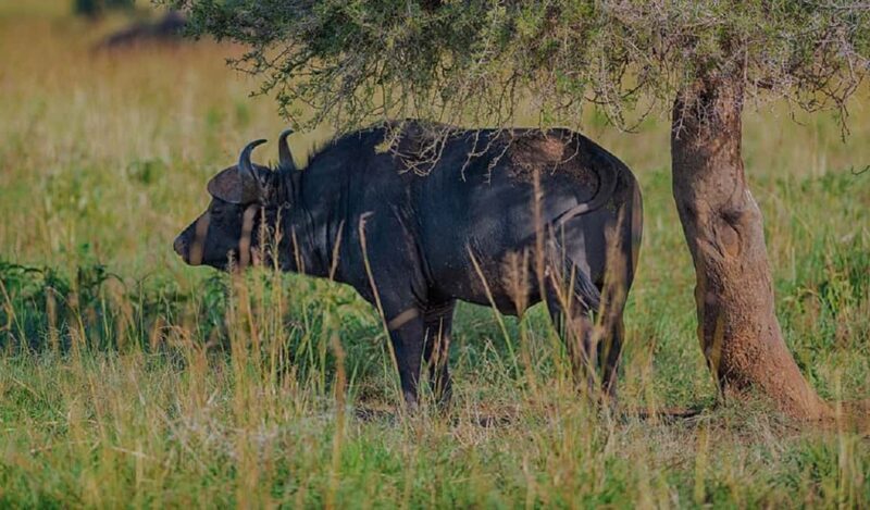 Sipi Falls, Mabira Forest, Mbale & Kidepo Valley 4-Day Trip - The Experience in Context