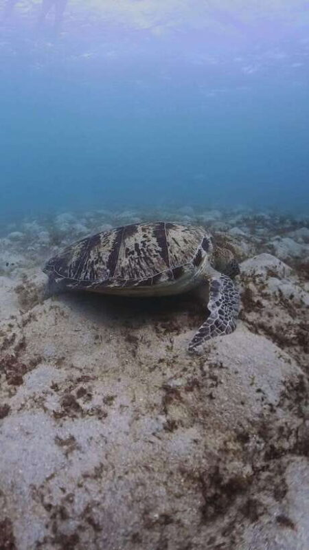 Siquijor: Freediving Adventure with Lunch and Beach Time - Transportation, Group Size, and Practicalities