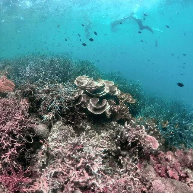 Siquijor: Freediving Adventure with Lunch and Beach Time - What to Expect in Terms Cost and Value