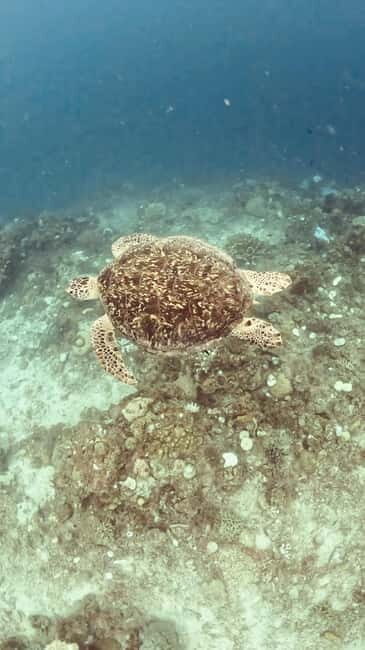 Siquijor: Jeepney Island Tour with Snorkeling - An Authentic Exploration of Siquijor