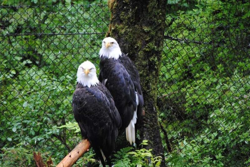 Sitka: Alaska Raptor Center Admission Ticket - An Authentic Look at the Alaska Raptor Center Experience