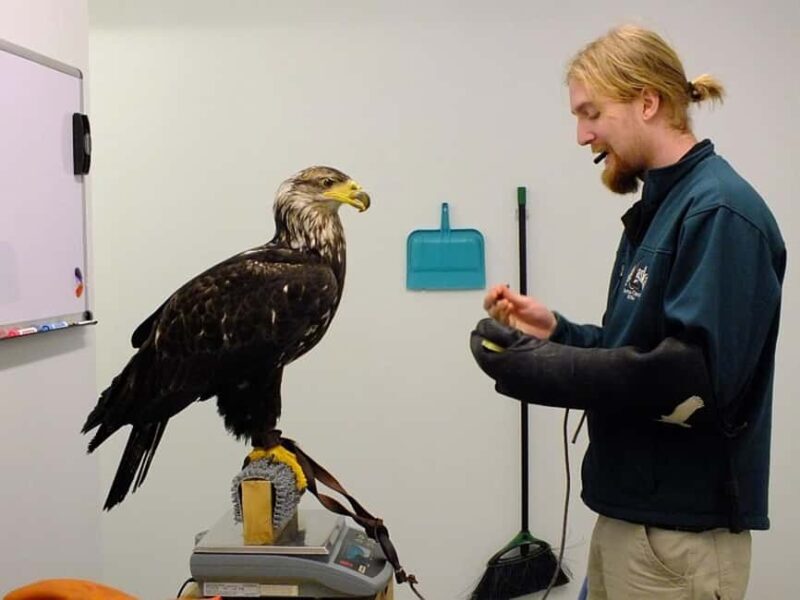 Sitka: Alaska Raptor Center Admission Ticket - What Do Visitors Say?