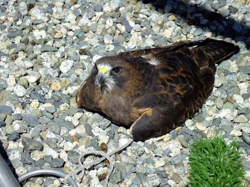 Sitka: Alaska Raptor Center Admission Ticket - The Sum Up: Who Is This Experience Best For?