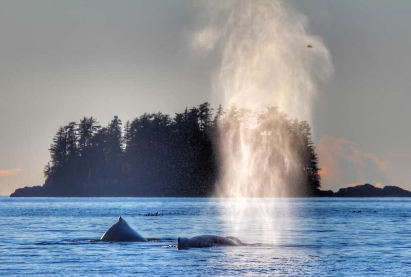 Sitka: Premiere Whale Watching and Wildlife Tour - The Sum Up