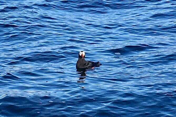 Sitka Sea Birds & Marine Life Private Charter Scenic Eco-Tour - The Details of the Journey