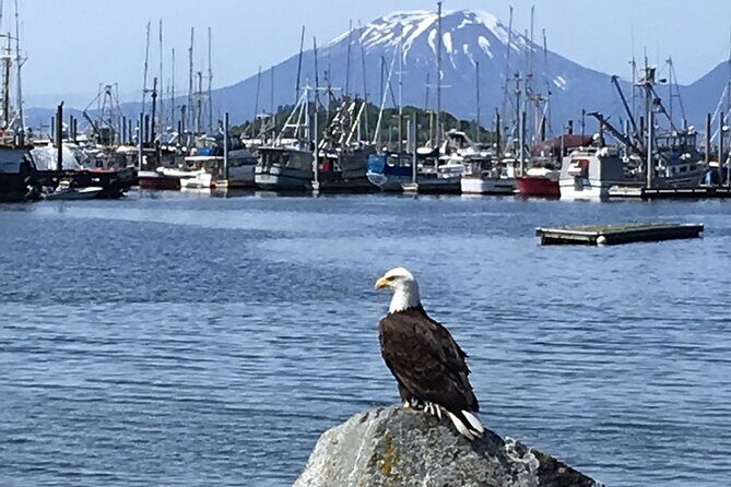 Sitka Sea Birds & Marine Life Private Charter Scenic Eco-Tour - Analyzing the Value and Suitability