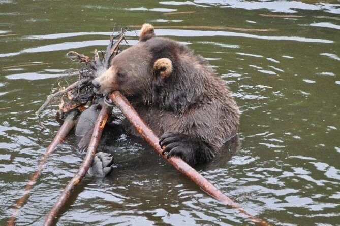 Sitka Shore Excursion: Bears, Raptor Center, & Totem Park Tour (Small Group) - A Closer Look at the Itinerary