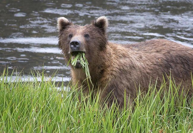 Sitka Sightseeing Tour including Fortress of the Bear and Totem Poles - A Close Look at the Sitka Sightseeing Tour — Including Fortress of the Bear and Totem Poles