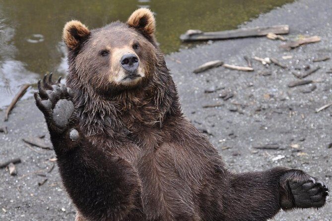 Sitka Sightseeing Tour including Fortress of the Bear and Totem Poles - Key Points