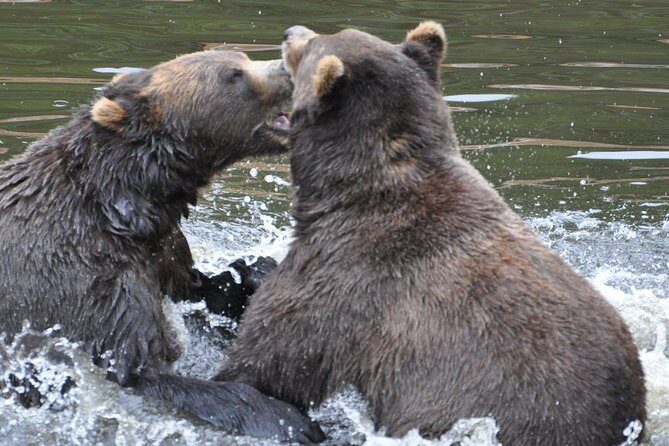 Sitka Sightseeing Tour including Fortress of the Bear and Totem Poles - Possible Drawbacks or Considerations
