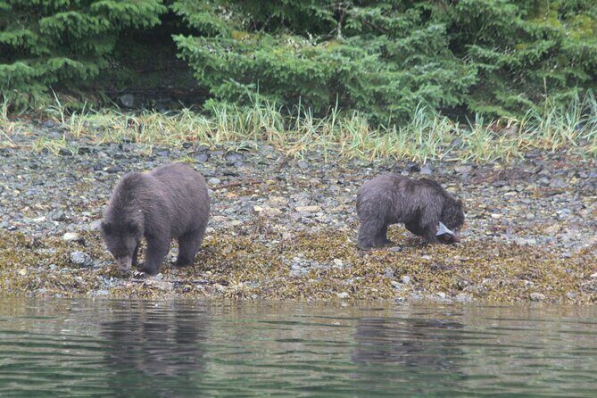 Sitka Sound Marine Wildlife Tour - Key Points