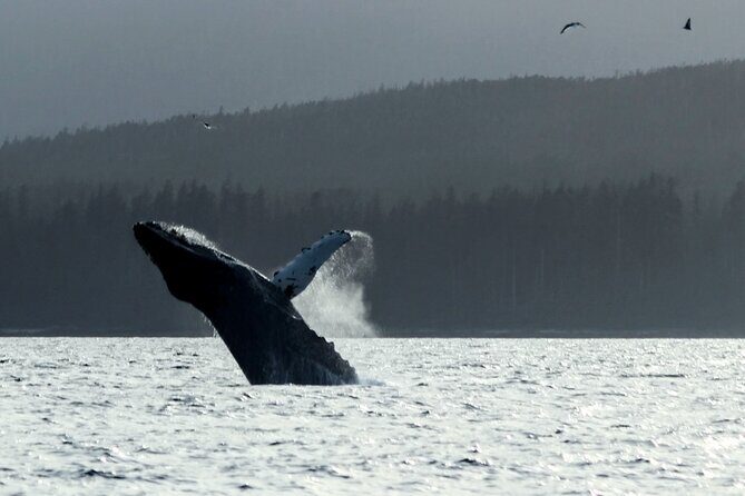 Sitka Sound Marine Wildlife Tour - The Full Experience: What You Can Expect