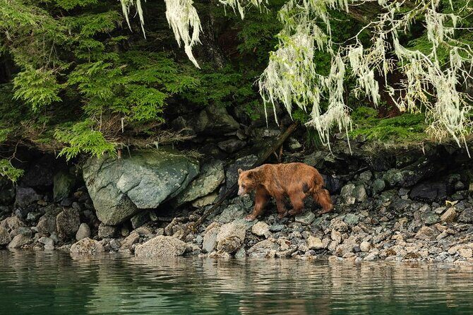 Sitka Whale Watch and Sea Otter Quest - A Closer Look: What to Expect from the Tour