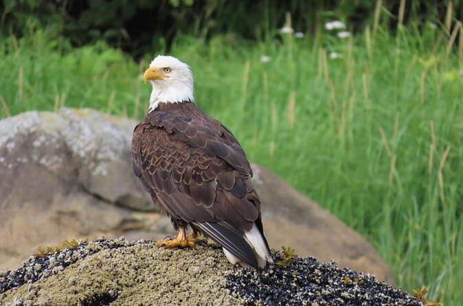 Sitka Whale Watch and Sea Otter Quest - FAQs