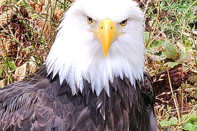 Sitka's Favorite Sites Private Land Tour for 6 (Meal option avail - Frequently Asked Questions