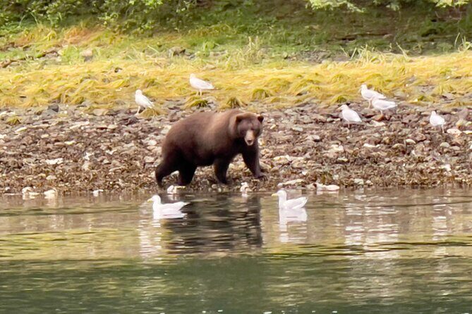 Sitkas Private Wildlife Whale Adventure for 6 w/Transportation - Key Points