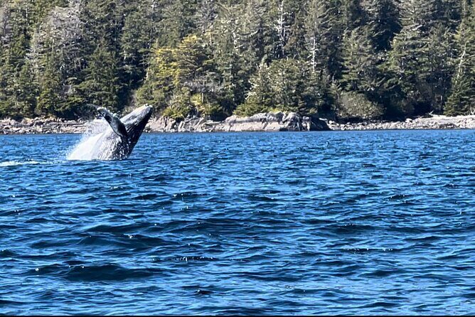 Sitkas Private Wildlife Whale Adventure for 6 w/Transportation - The Sum Up: The Best for Those Who Value Personal Touches and Wildlife