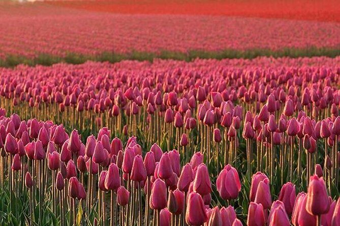 Skagit Valley Tulip Festival Day Tour from Seattle - What’s Included and What’s Not