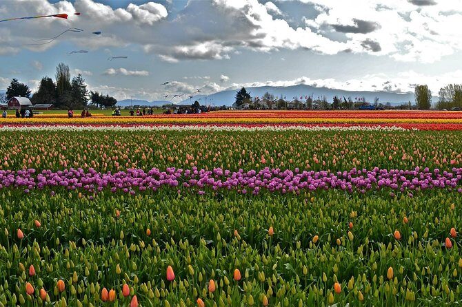 Skagit Valley Tulip Festival Day Tour from Seattle - The Sum Up: Who Will Love This Tour?