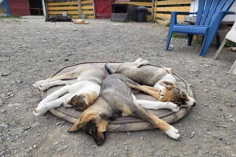 Skagway: Klondike Highway & Yukon Bus Tour with Husky Kennel - FAQ
