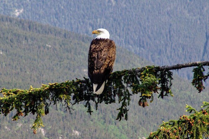 Skagway Shore Excursion: Scenic River Float Tour - The Scenic Drive and Wildlife Spotting Opportunities