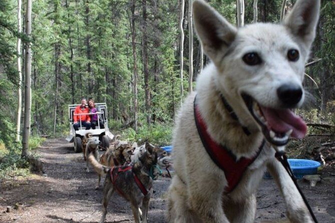 Skagway Shore Excursion: Yukon Discovery Tour - FAQ
