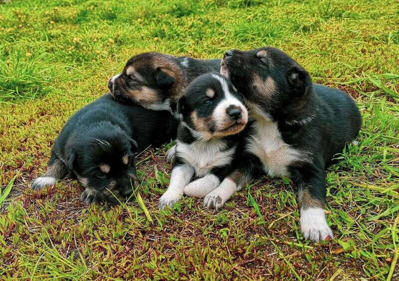 Skagway: Yukon Dog Mushing & Sightseeing Tour - FAQs