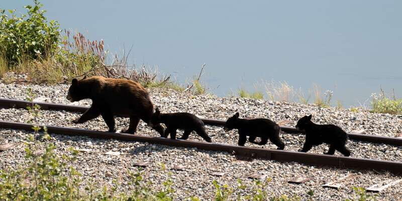 Skagway: Yukon, White Pass, & Husky Sled Camp Combo Tour - Who Should Consider This Tour?