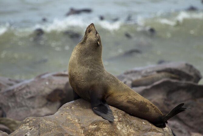 Skeleton Coast Cape Cross Seal colony Tour - A Closer Look at the Itinerary
