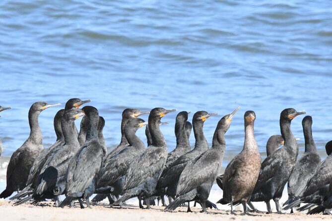 Skeleton Coast Cape Cross Seal colony Tour - FAQs
