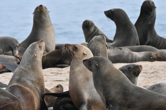 Skeleton Coast Cape Cross Seal colony Tour - Final Words