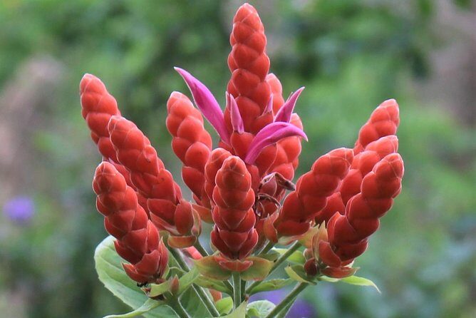 Skip the Line: Ahhh Ras Natango Gallery and Garden Admission Tickets - The Sum Up: Is It Worth It?