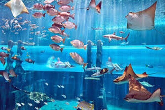 Skip The Line : Atlantis Lost Chambers Aquarium - FAQ