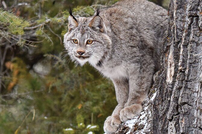 Skip the Line: Daily Admission at Woodland Park Zoo Ticket - Why This Zoo Experience Stands Out