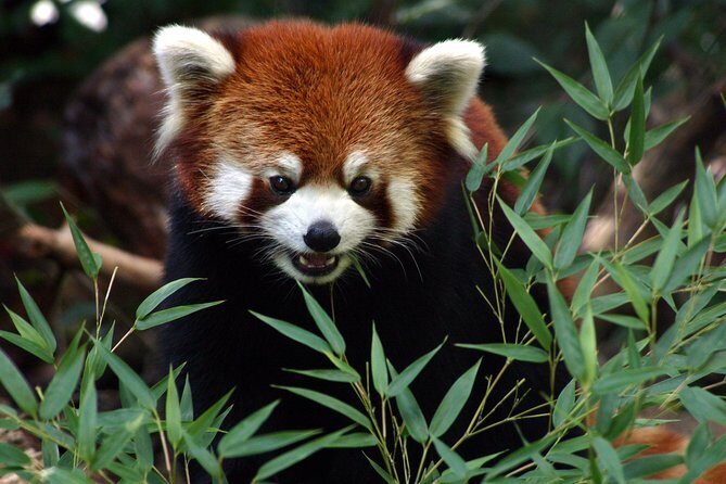 Skip the Line: Daily Admission at Woodland Park Zoo Ticket - Highlights and Noteworthy Exhibits