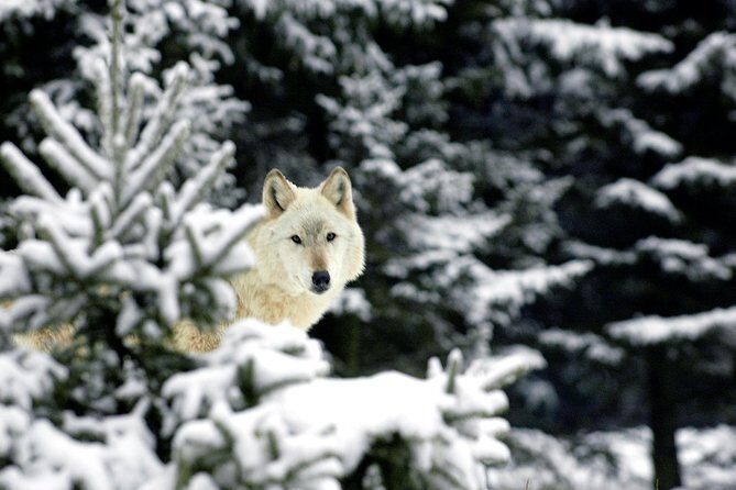 Skip the Line: Daily Admission at Woodland Park Zoo Ticket - Practical Tips for Visiting