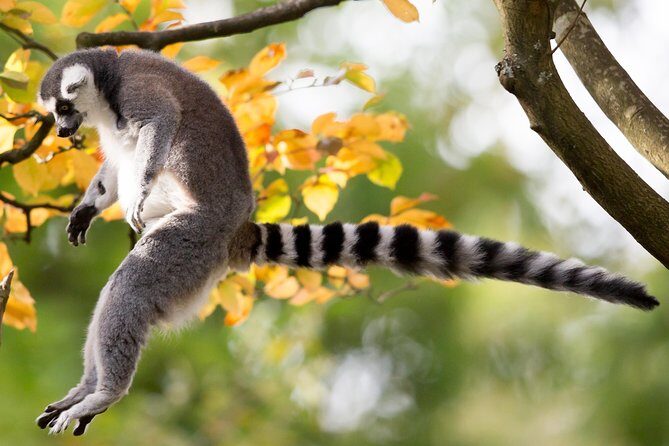 Skip the Line: Daily Admission at Woodland Park Zoo Ticket - What’s Not Included and How to Prepare