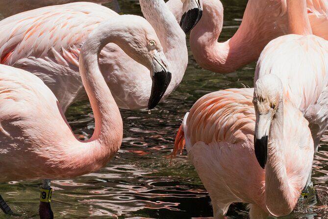 Skip the Line: Daily Admission at Woodland Park Zoo Ticket - Frequently Asked Questions