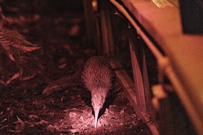 Skip the Line: Franz Josef Wildlife Center Ticket with Optional Backstage Pass - Key Points